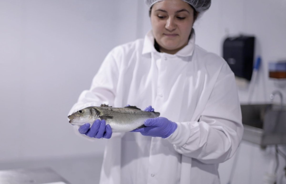 This #InternationalWomensDay, we want recognize the millions of hard-working women who make up the majority of the seafood industry. Thank you for your continued commitment to producing farmed seafood responsibly! 🐟👭🌎 #IWD2021