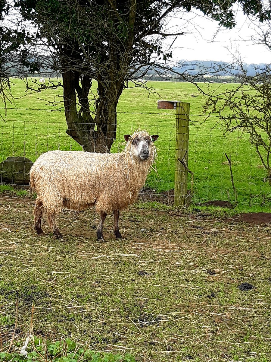 GGoatling's tweet photo. One of our Teeswater ewes is so fed up of waiting for the hairdressers to re open that she's taken matters into her own hands or should I say hooves!π€£ #goldenextensions #wig #hayhead @dailysheep1 #rarebreeds https://t.co/mu469nsYzF