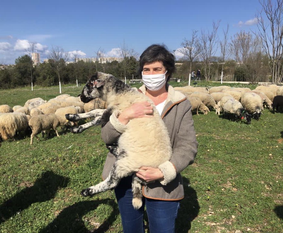 MarieMassartMtp's tweet photo. Début de la saison d'éco-pâturage à #Montpellier : accueil ce matin, avec ⁦@JouaultStephane⁩, de 140 moutons au parc Malbosc. Une action pour la biodiversité, pour l’enrichissement des terres, pour faire connaître et valoriser les animaux et les métiers du territoire https://t.co/1ZR9eQpH1J