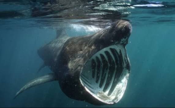 ウバザメのtwitterイラスト検索結果 古い順