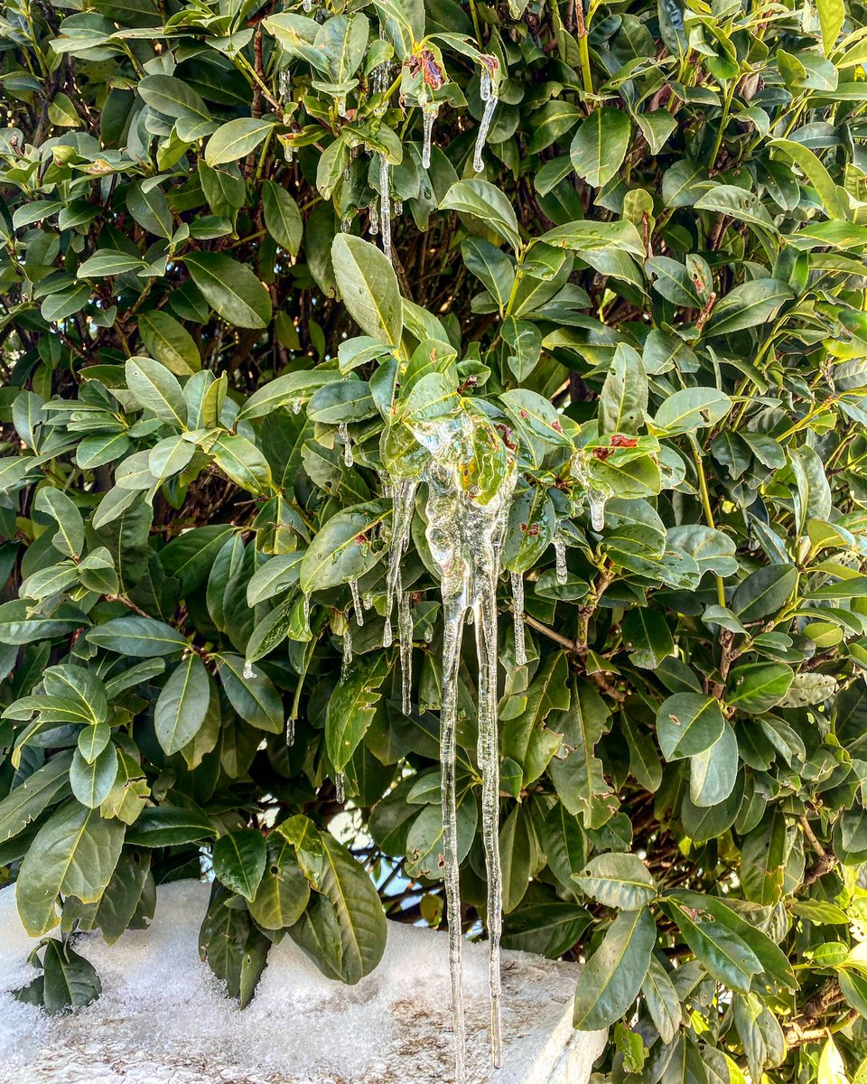 Signs of spring #icicles #melt #winter #spring #LongIsland #photography