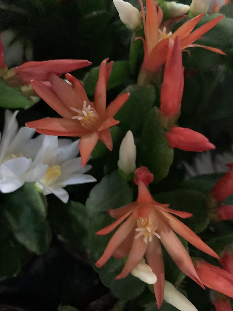 JDhortgeekyyc's tweet photo. Look what’s just in some beautiful Schlumbergera gaertneri aka Easter cactus @greengategarden https://t.co/8qYChHsDdS
