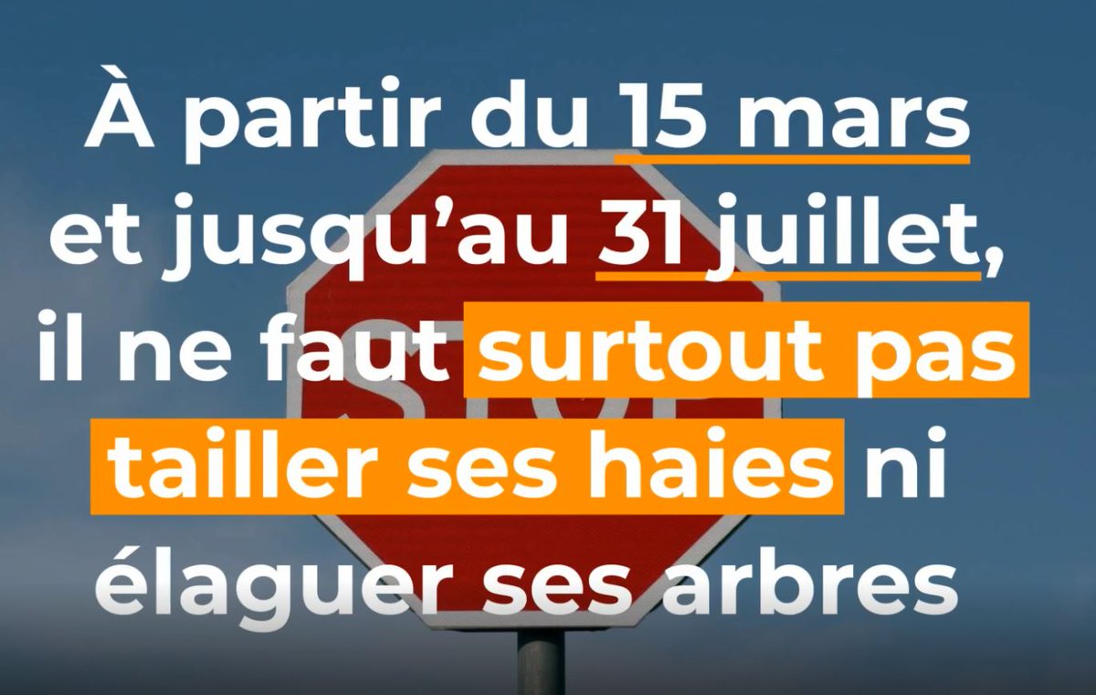 Du 15 mars à fin Juillet, interdiction de couper les haies et les arbres pour laisser tranquille les oiseaux. Attention, on vous a à l'œil 😜
Il s'agit de la saison de nidification, tailler des haies ou des arbres perturberait grandement la reproduction.
positivr.fr/interdiction-t…