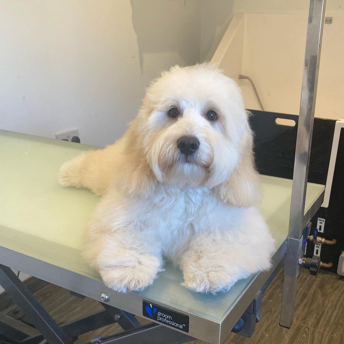 Dogs On Point tweet media