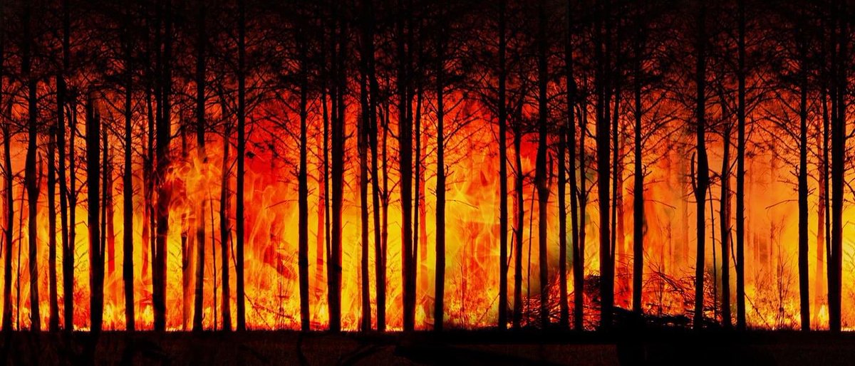 ncforestservice's tweet photo. It’s spring wildfire season in NC. As residents begin working in their yards, the N.C. Forest Service urges them to think before burning yard debris.
Read full news release: https://t.co/wsjDuZ9Ei1 https://t.co/S6jif2Zw9n