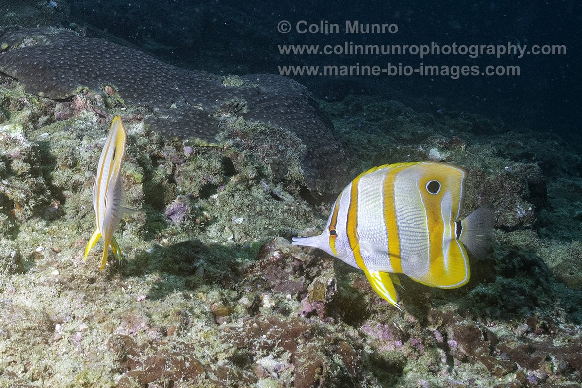The copperband butterflyfish, aka beaked coralfish, is one of the prettiest of butterflyfish IMO. They are monogamous, pairing for life, so are often seen together like this.  Their long forceps-like mouth is an adaptation for capturing prey in crevices. #butterflyfish #reeflife