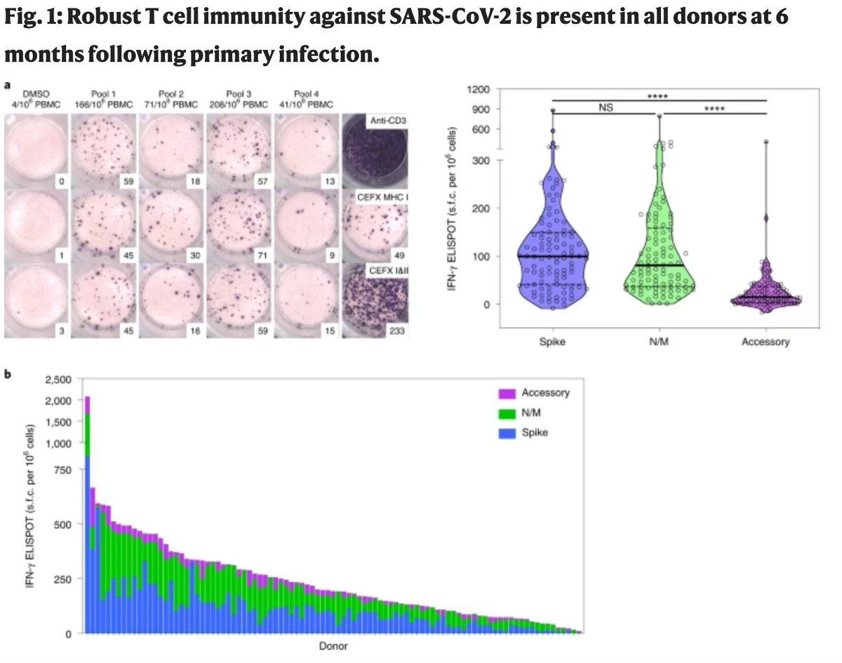 The contribution of T cells to the SARS-CoV-2 response remains an important and unresolved question. Moss and colleagues examine T cell and antibody kinetics in a large cohort of patients with COVID-19 and find robust and durable T cell responses rdcu.be/cgobr