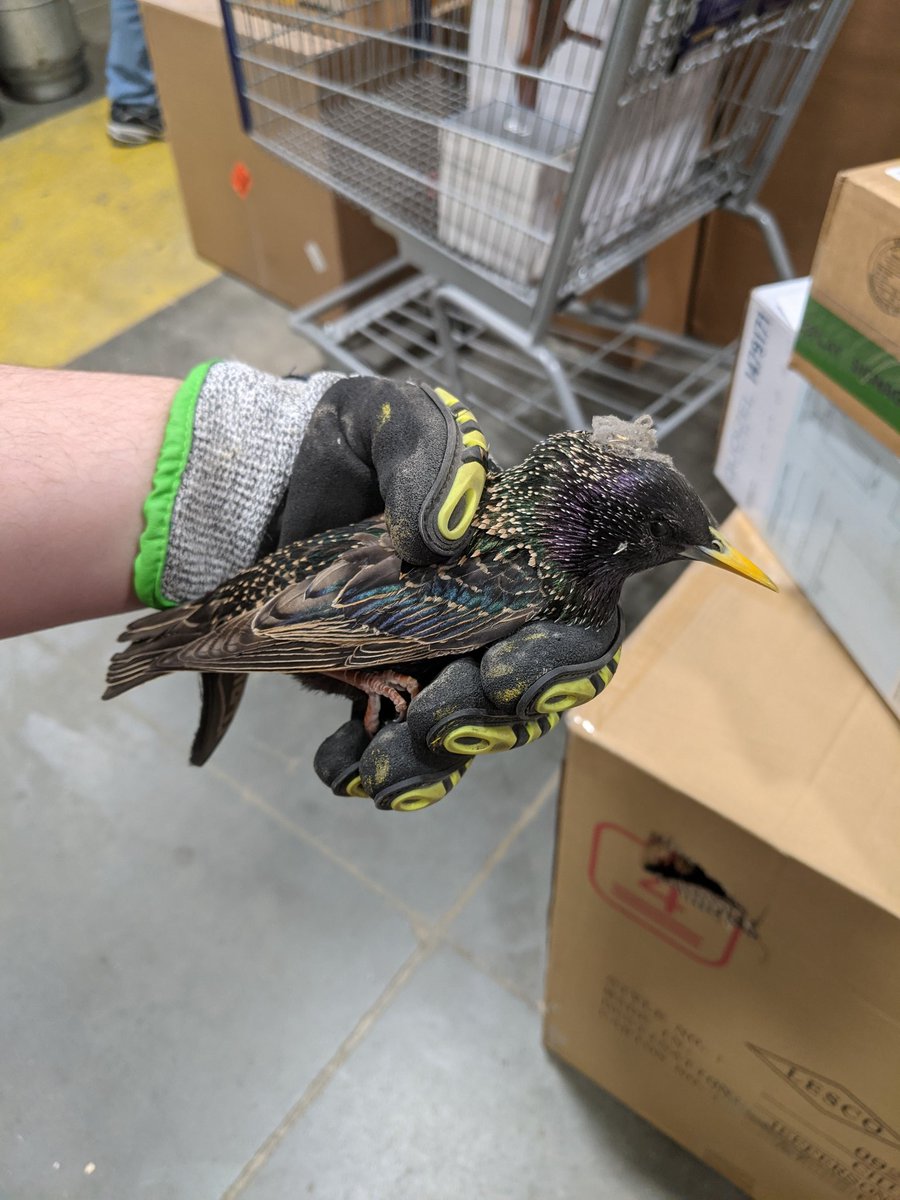 Megan_Cheesy's tweet photo. I have a pet bird now https://t.co/0z7gRtvOCv