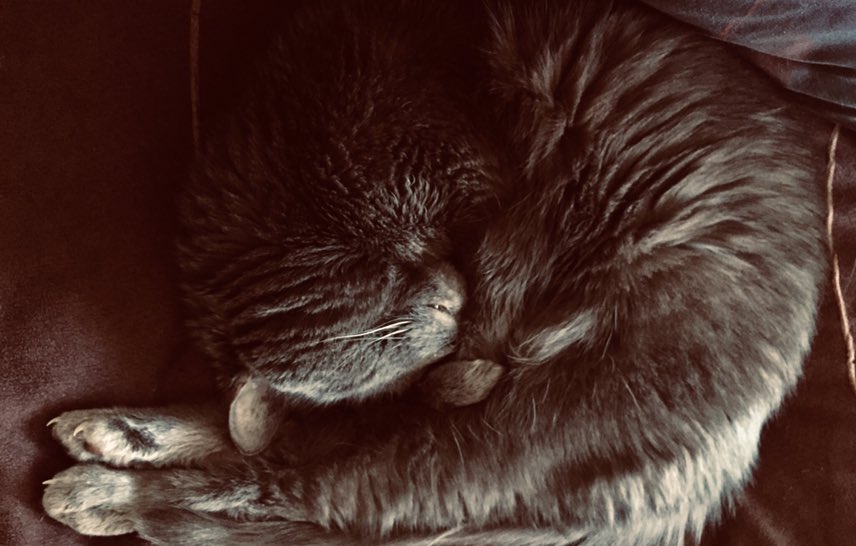 waltonwords's tweet photo. Curled-up cuteness overload 💕😁#Cats #CatsOfTwitter #CuteCats #mondaythoughts #sleepy #NyxTheCat #Happy https://t.co/mdcmXJKBg5