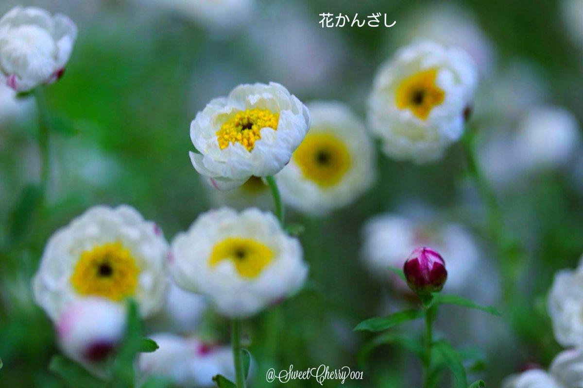 برچسب 花かんざし در توییتر برچسب 花かんざし در توییتر