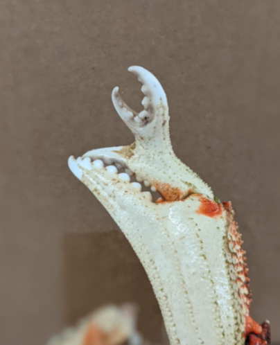 a crab claw with a smaller crab claw on top