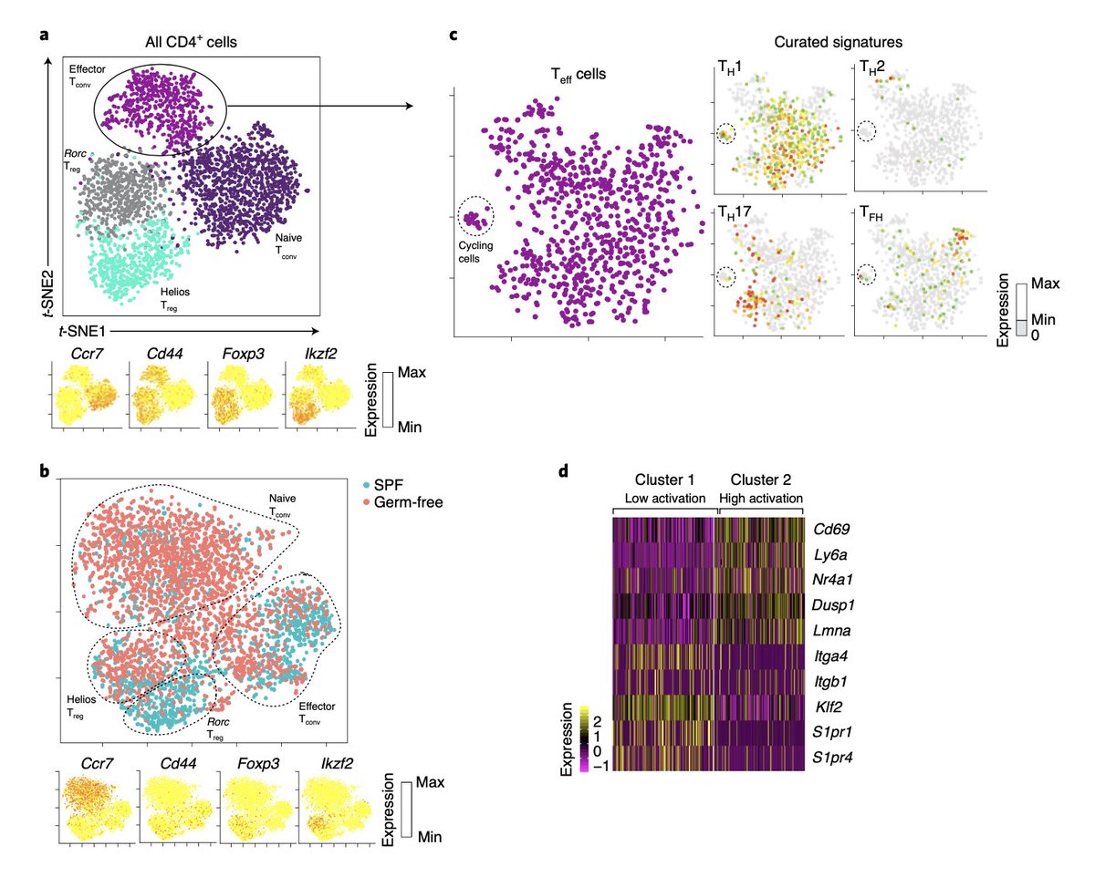 Gut CD4 effector T cells don't form nice clusters in single cell RNA and ATAC seq #inmice with different infections. So maybe the different Th lineages are not as distinct as previously assumed? At least in this way of looking at it, time point and pathogens were ... (1/2)