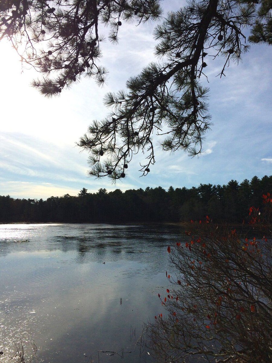4wildplaces's tweet photo. "So the musk turtles dig to debris under the pond
and burying beetles burrow below frostline
pine trees creak and whistle in wind
here, at Muddy pond"
Poem by David Crews for #WritingtheLand. Full text at https://t.co/wFAvQ9vkrH
#MuddyMonday #MuddyPond #Massachusetts #nature https://t.co/YKEeD0fbAG