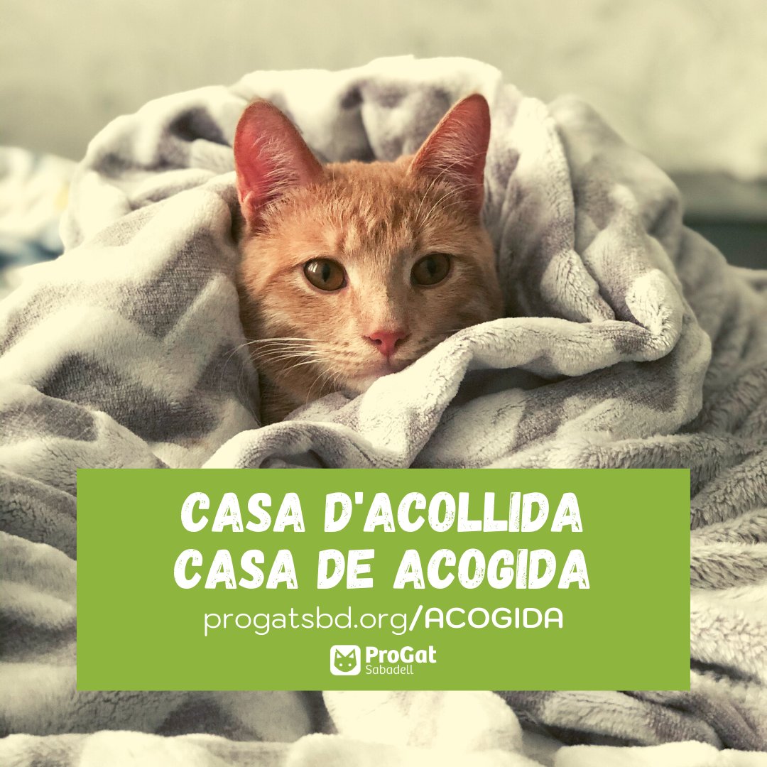 ProgatSabadell's tweet photo. Ens fem càrrec de les despeses veterinàries, assessorament 24h i lliurament de material si cal. Només has de donar-li #amor.

Nos hacemos cargo de los gastos veterinarios, asesoramiento 24h y entrega de material si es necesario. Solo tienes que darle #amor.

#progatsabadell https://t.co/GrIal88fYL