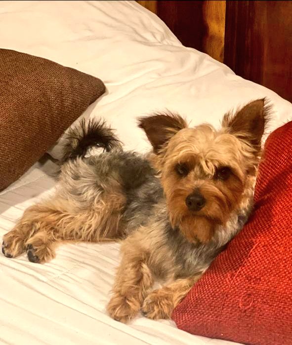 Mascotas Condesa & Roma 😺🐶🥰 tweet media