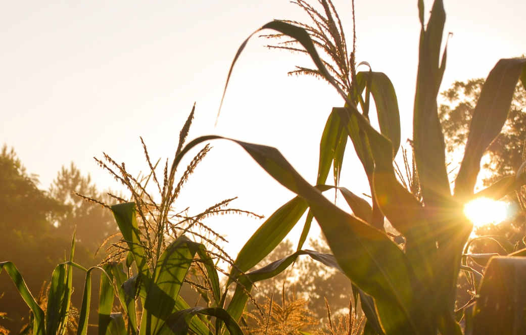 Baykaraca yönetmen bay karaca