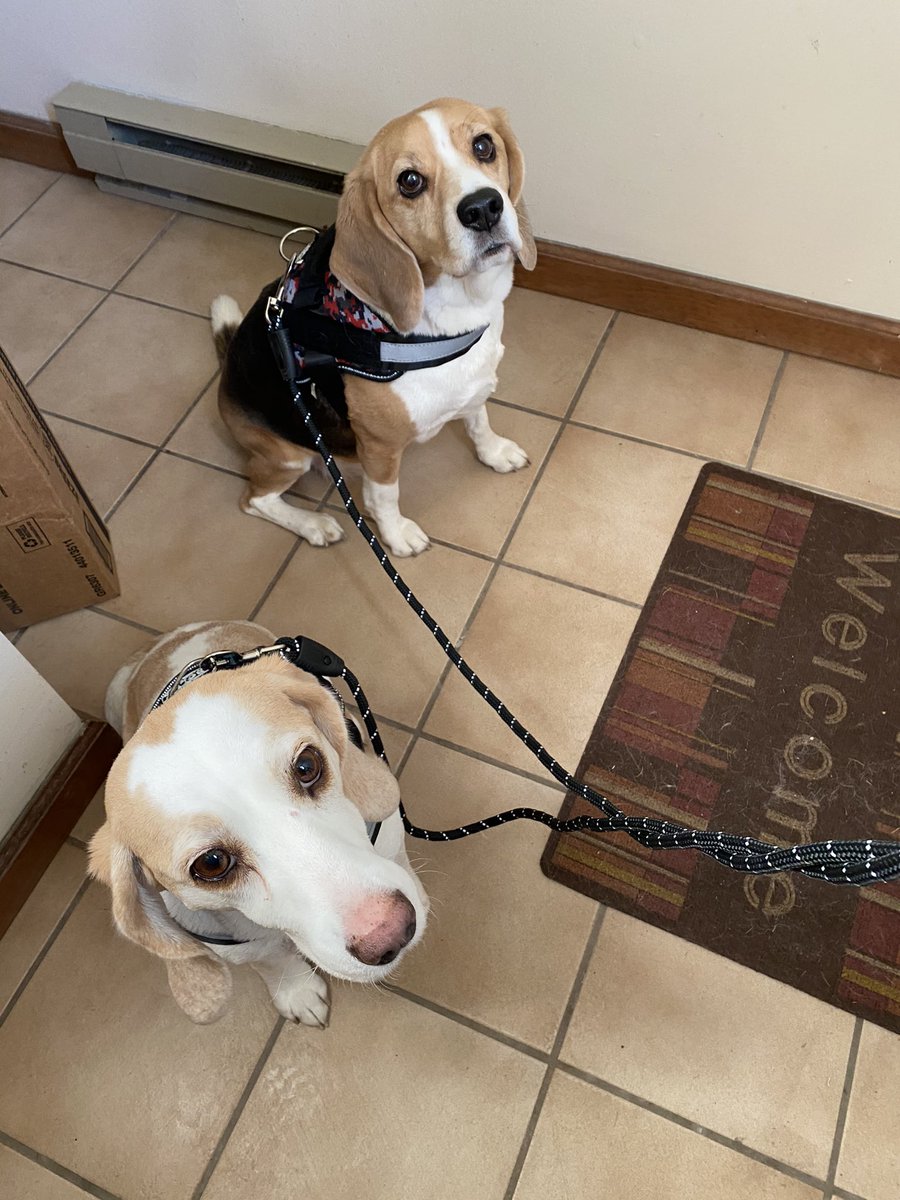 LlcAnimal's tweet photo. We are little but mighty with selective hearing during picture time. 😅

#MakingPetsHappy
#AnimalAdventures18
#AnimalAdventuresCrew
#WhenYouAreAwayWeWillPlay
#dogs #dogsofinstagram 
#dogwalker #beagles #doubletrouble https://t.co/L8x9Yvq8zv