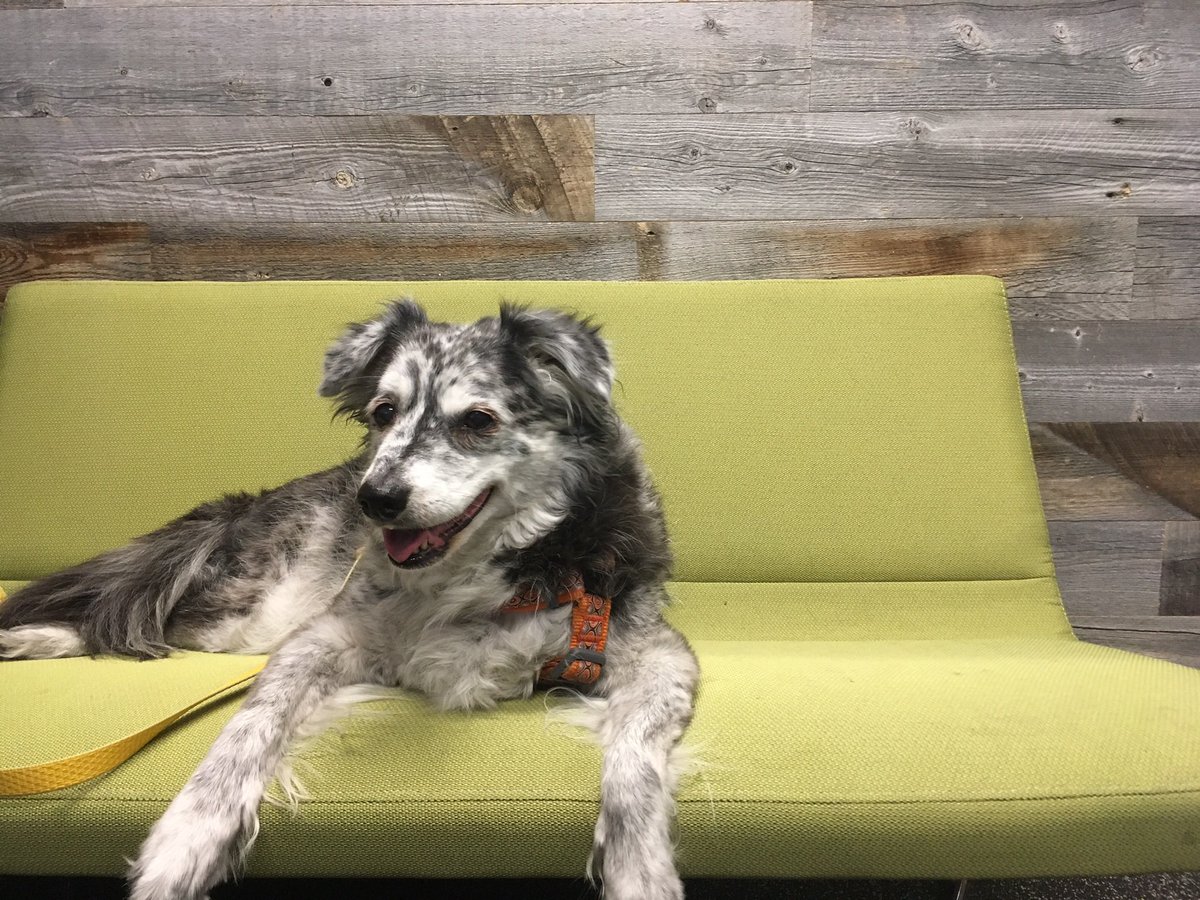 DoubleMerlin's tweet image. On this International Women’s Day, remembering International Women’s Day 2016 when my boss stepped on my dog and she bit him, thus becoming a feminist icon.