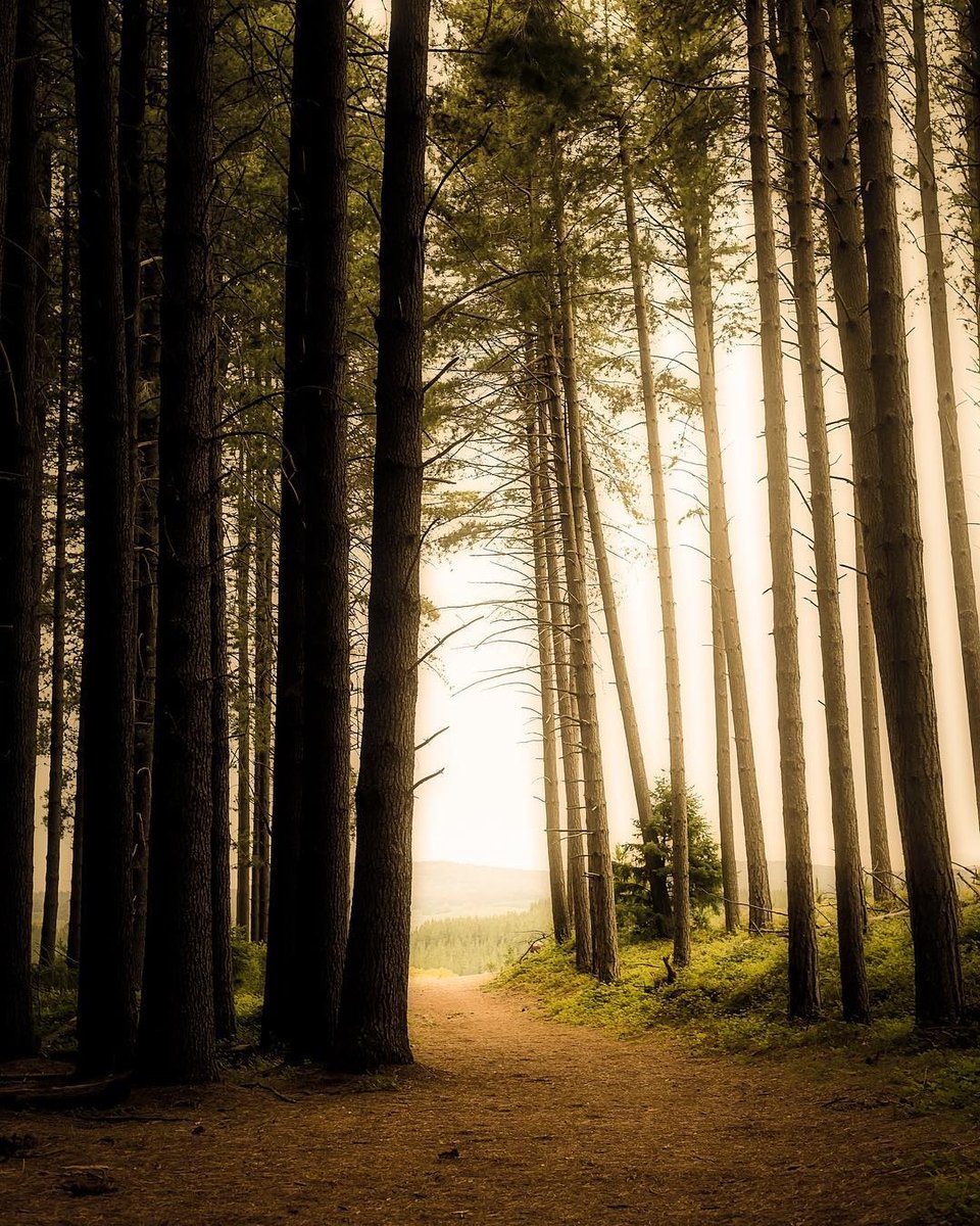 Read and answer pine walk koala park 4 класс. Pine walk. Pine walk koala park перевод. Pine forest подгузники. Koala по английскому.