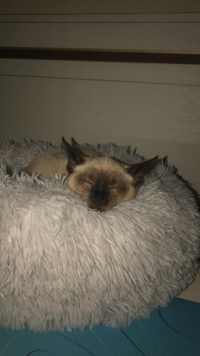 KusaSiamese's tweet photo. Good Night everyone, Thanks for the support recently🐾🐱
Recent Mood: Sleepy😸 https://t.co/Dl4U72bwtb