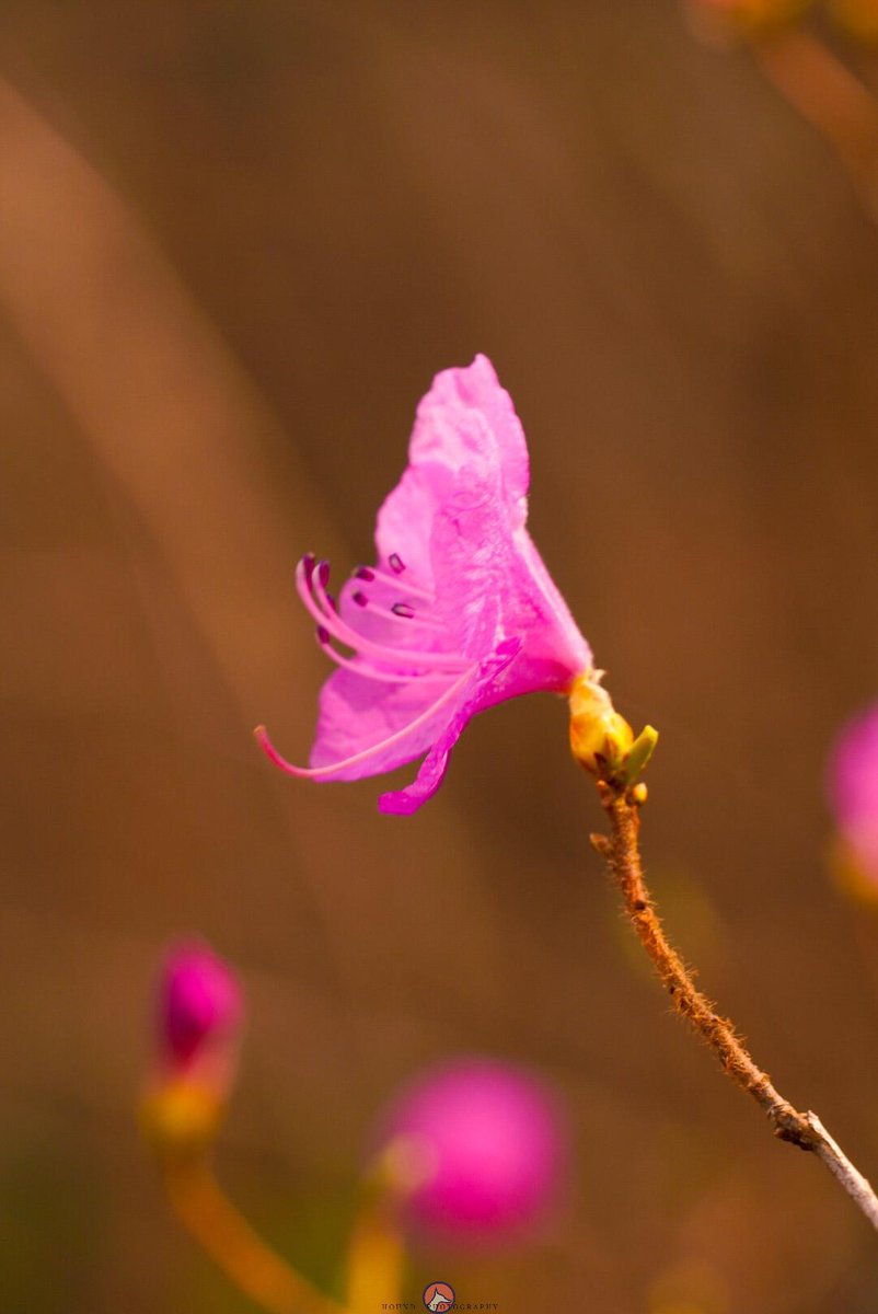 gorgeous_pix's tweet photo. Just a simple flower for the beginning of Spring. From u/SartorialHound on /r/mostbeautiful #simpleflower #spring #beginning #mostbeautiful https://t.co/HmBu4Ihf7P