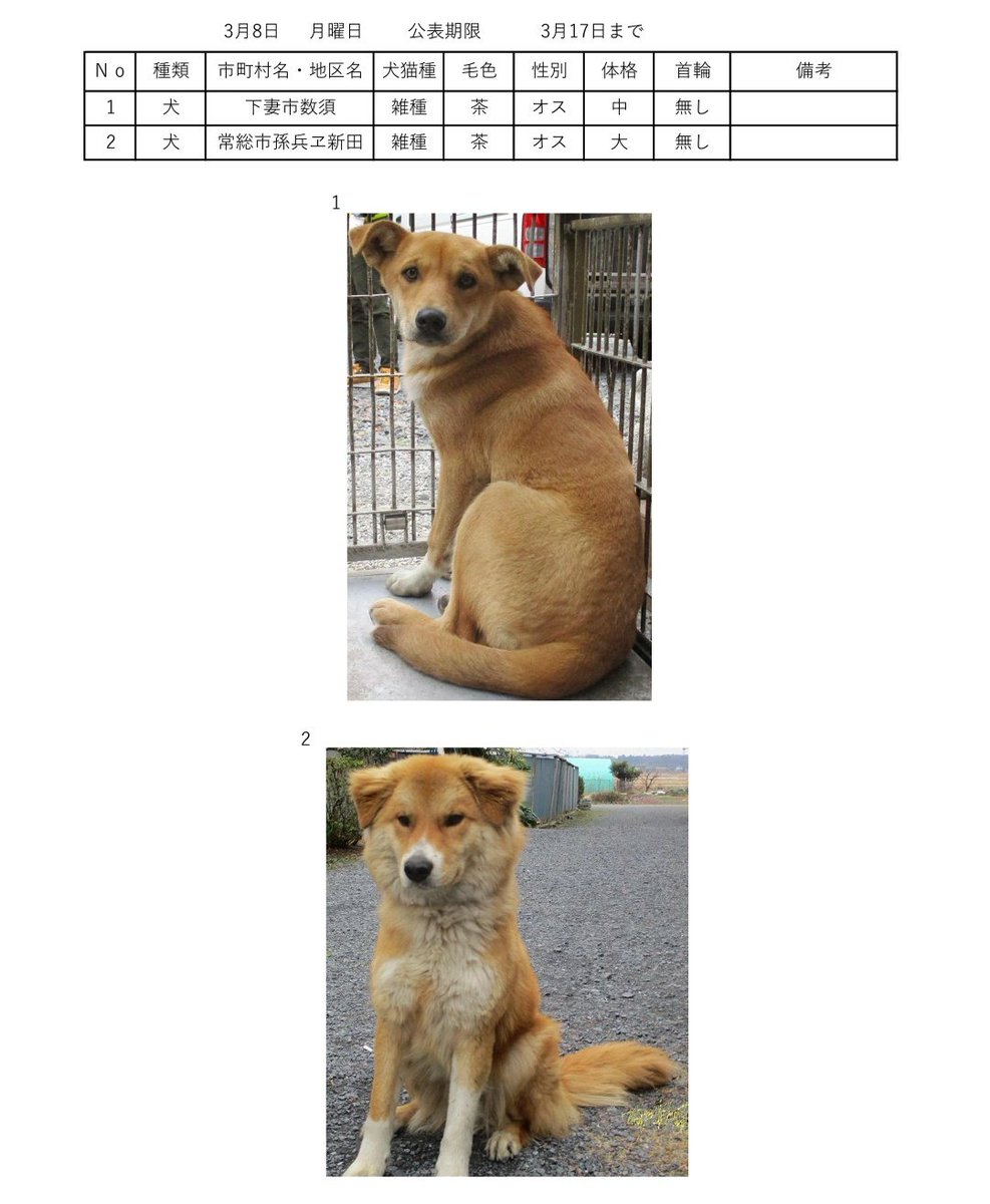 3月8日現在
茨城県動物指導センターに保護されている、徘徊迷い犬です。
心当たりのある方は、茨城県動物指導センターへ至急お電話お願い致します。

茨城県動物指導センター
0296-72-1200
#迷い犬猫
#犬
#猫
#茨城県 https://t.co/h6icUpfR4H