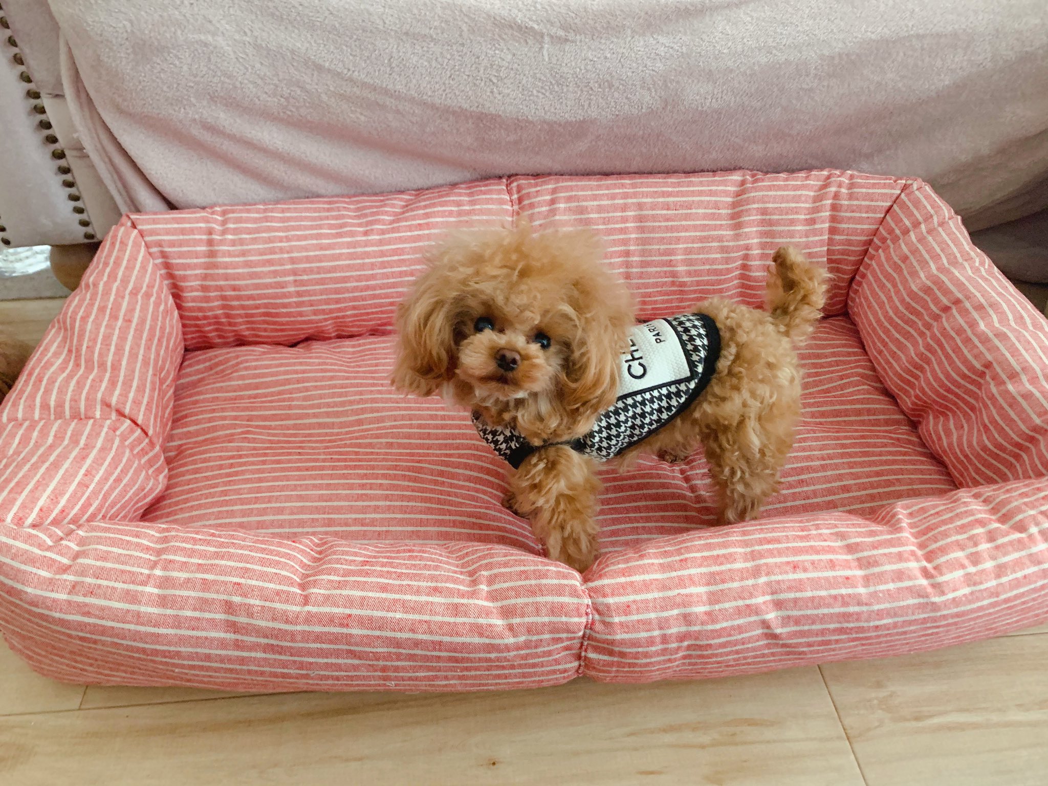 フルート サスペンド 涙 犬 ベッド 手作り 100 均 Katazukeya Jp フルート サスペンド 涙 犬 ベッド 手作り 100 均 Katazukeya Jp