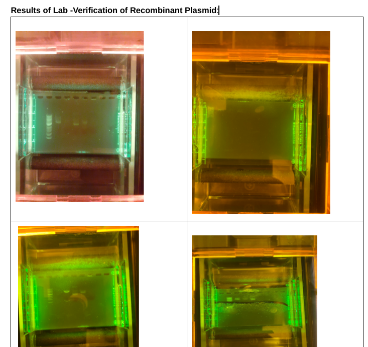 Wierzbowski_Bio's tweet photo. WMHS Biotechnology class is moving nicely through our curriculum. We have completed experiments to clone red fluorescent protein and these gels were run to verify that this was accomplished. Lets see how these clever students interpret their data. @LSO_ABEMA #ABEMA #MassBioEd https://t.co/IZSCKQwxVX