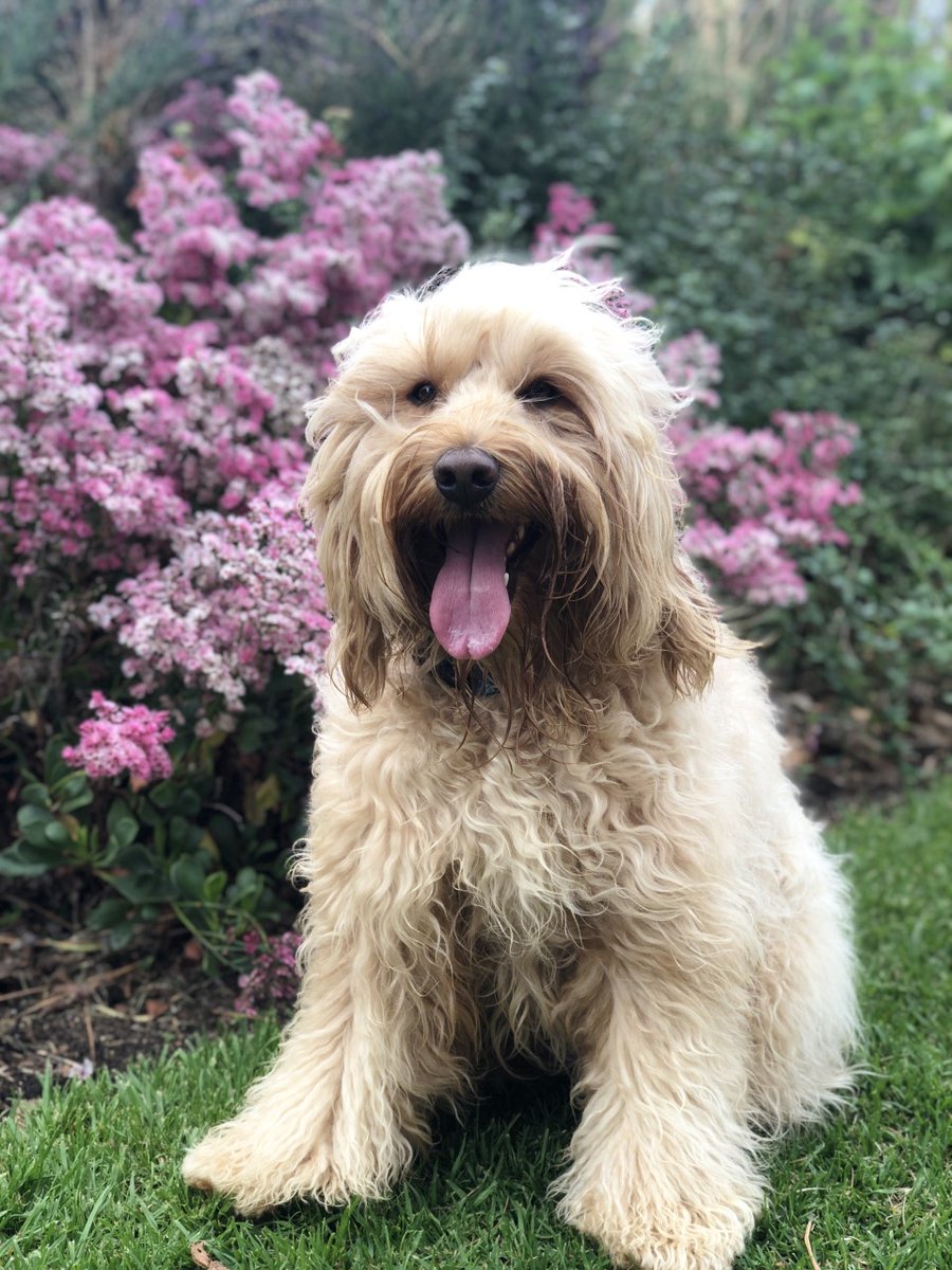 DogsConnect's tweet photo. Henry the new Dogs Connect wellbeing dog has begun work at Maiden Gully Primary School. 

Henry has a little more life experience than the other dogs starting this semester and is so excited about expanding his knowledge and becoming part of the Dogs Connect community. https://t.co/wWyfkHuWOH