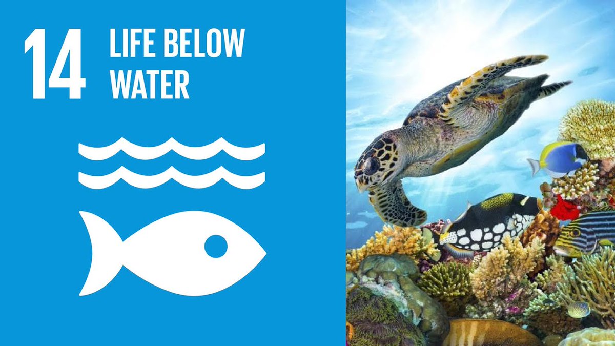 CulleyEliza's tweet photo. Are you interested in learning about what is happening below our waters in your classroom? Follow me on my journey of investigating #SDG14 Life Below Water!
#uonteach #educ4750 https://t.co/wOO8IVtoLD