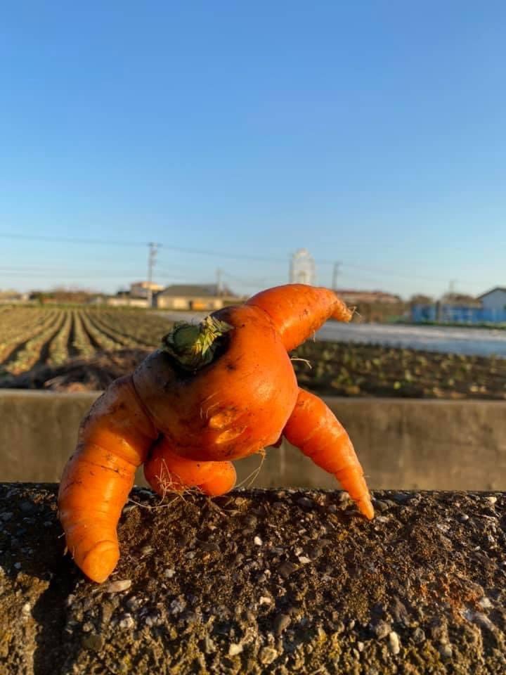 Gaziter's tweet photo. Stronk carrot 🥕 https://t.co/Bk96g5fVUM