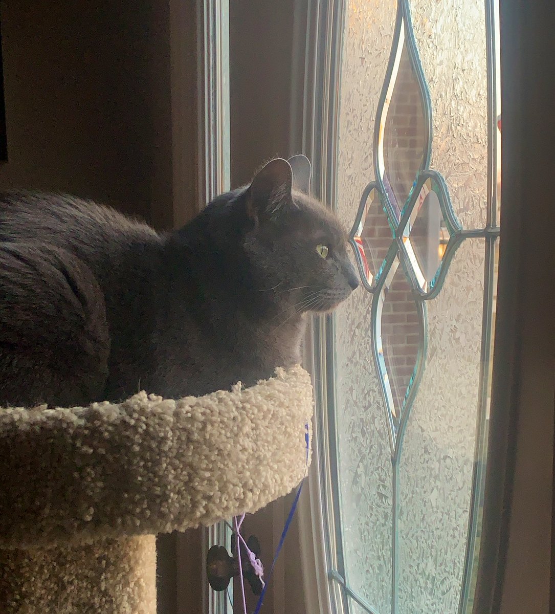 jadapolk_'s tweet photo. My mom put our cat tree at the front door so that he can “watch the cars” and I thought it was only going to stay there for a few weeks...

It’s been 2 years since we’ve used our front door. https://t.co/ZCQLsRmIFC