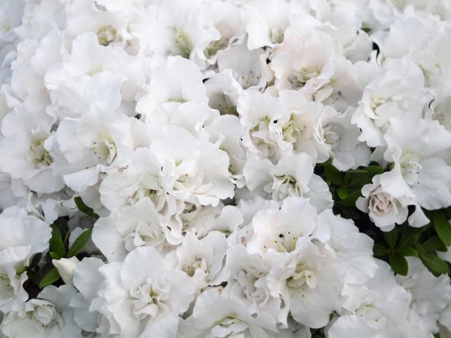 アルビオン Albion 公式 おはようございます 今日の誕生花は 白いアザレア 花言葉は あなたに愛されて幸せ です フリルのような花びらが折り重なる花姿はまるで純白のドレスのよう 幸せいっぱいに愛が溢れだしているようにも見えますね