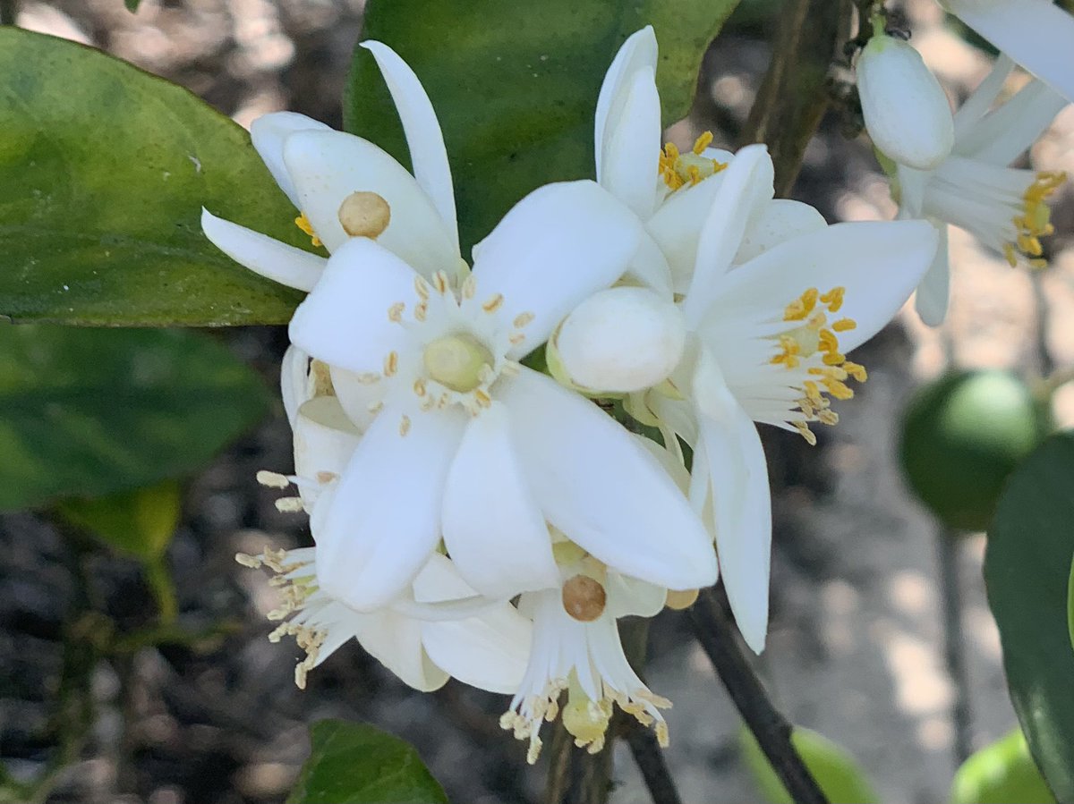 Jamie Burrow tweet media