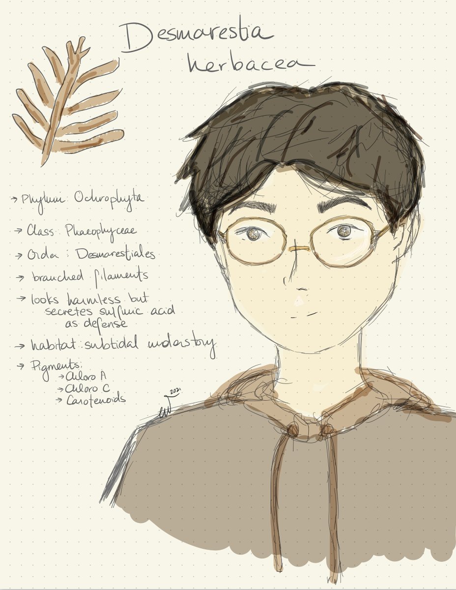 Martonelab's tweet photo. Online teaching is rough. But just when @funnyfishes and I start to wonder if the magic of #algae can be conveyed virtually...

Check out these amazing drawings of "personified algae" by an anonymous undergrad. THE MAGIC IS HAPPENING.
@PSAAlgae @WSN_Secretariat @bps_algae https://t.co/BT56Get6KK