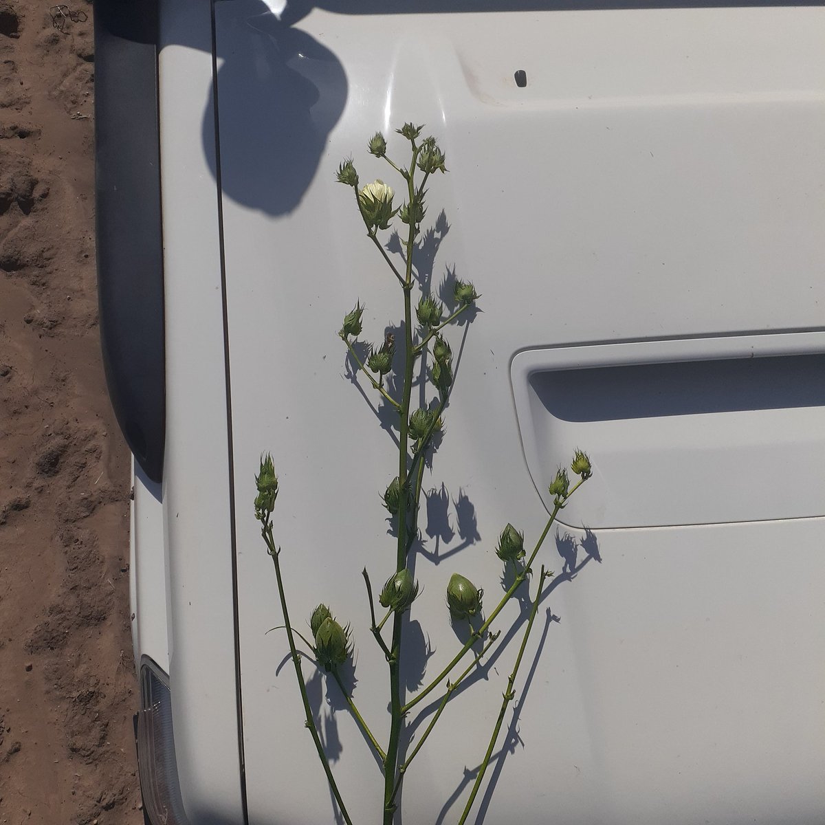 Late plant has set up nicely. Now hopefully they all make it to the bale