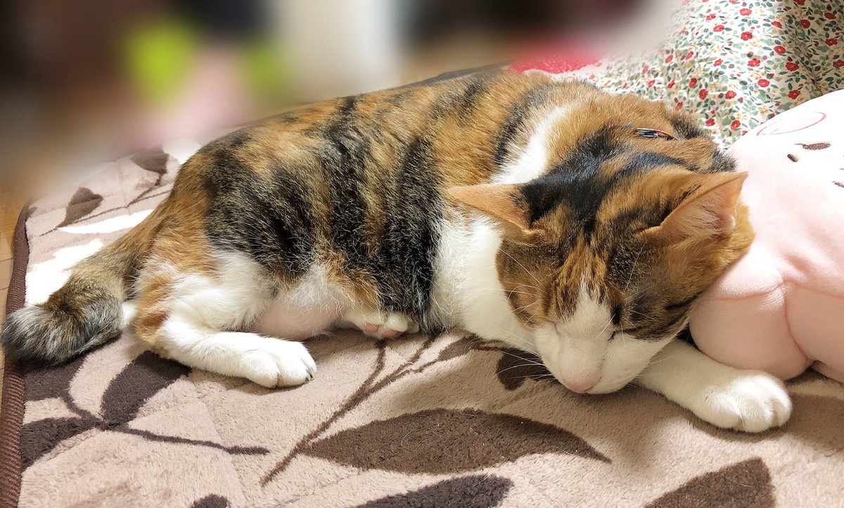 ごん たま 猫垢 V Twitter 寒いからホットカーペットの上で ねんね中たまさん ๑ Wก ๑ Zzz 猫 ねこ 猫写真 猫のいる暮らし 猫のいる幸せ 猫好きさんと繋がりたい 三毛猫