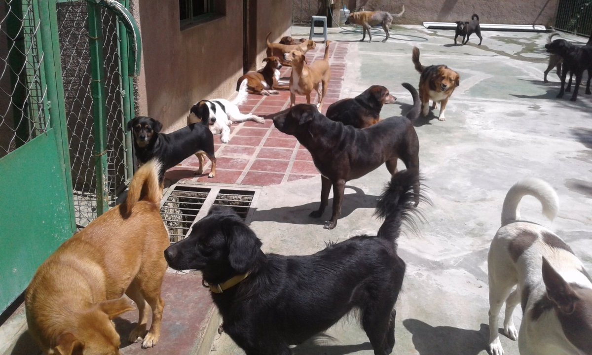 PerritosVzla's tweet photo. Tenemos 30 perritos en el refugio, si estás en San Antonio de los altos y tienes arroz para donarles puedes comunicarte con nosotros. O con tu aporte le podemos comprar. Pago móvil Mercantil 6976324-04122912023 gracias por la ayuda gracias por Rt. 🐶🌷🤗 https://t.co/lTOGCsktlX