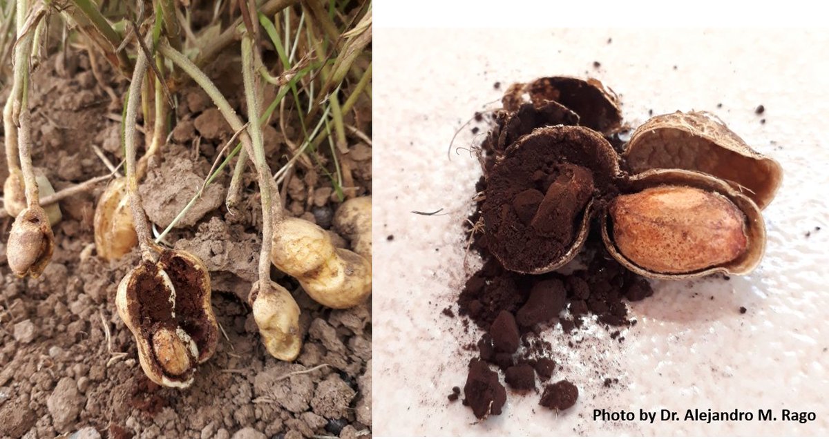 Agricultural Research Service tweet media