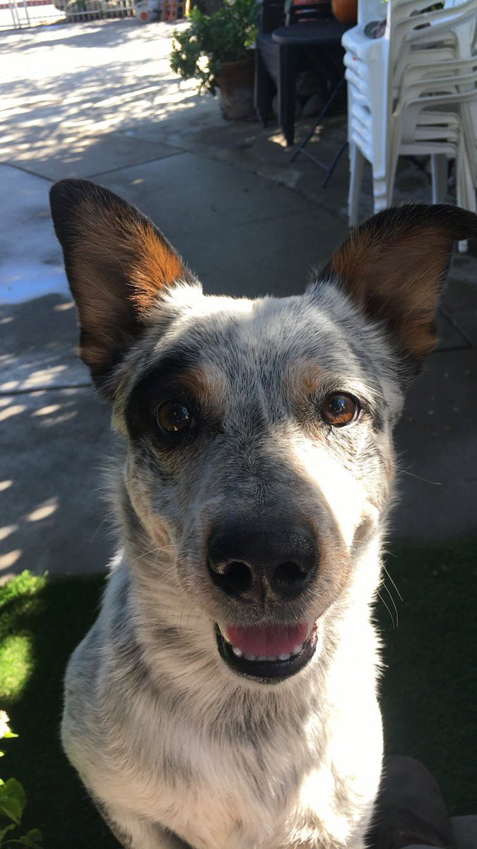 MISSING DOG IN SAN FERNANDO VALLEY AREA!!!!! Rt pls White and black Australian Shepard name is Paco Rt &amp; Dm if you have any info of his where about he is the only family I have :’(