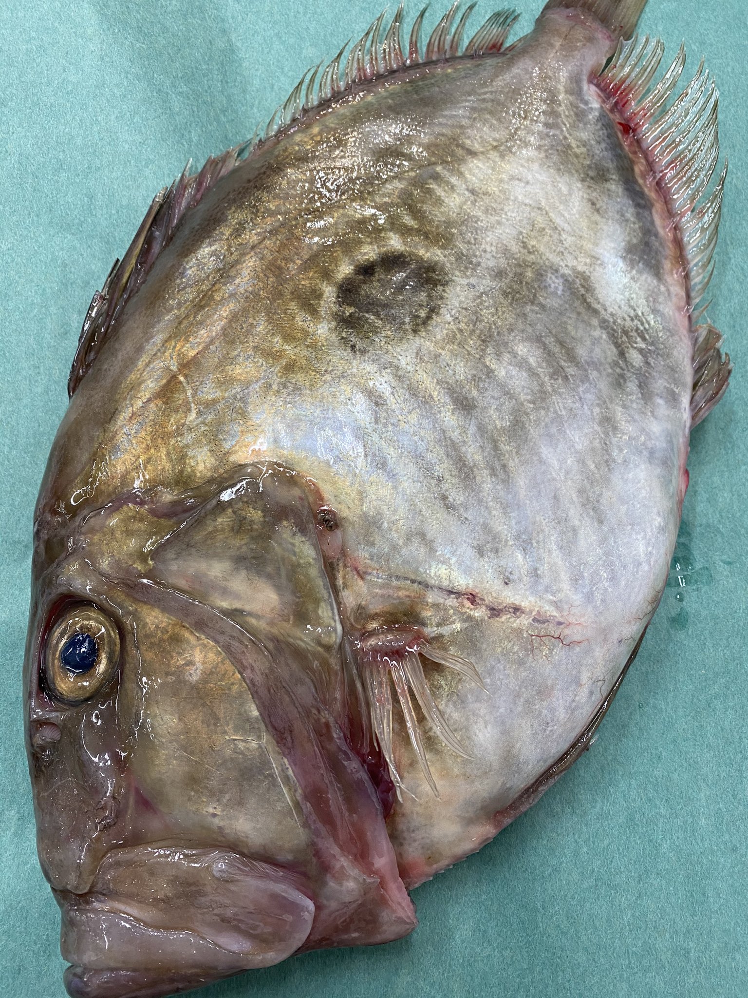 ソフト今井の魚屋さん 本日のおすすめ鮮魚 マトウ鯛 黒い斑点が的に見えるからマトウ鯛 お腹に大きな肝を持つ魚 T Co Wbsgfoylih Twitter