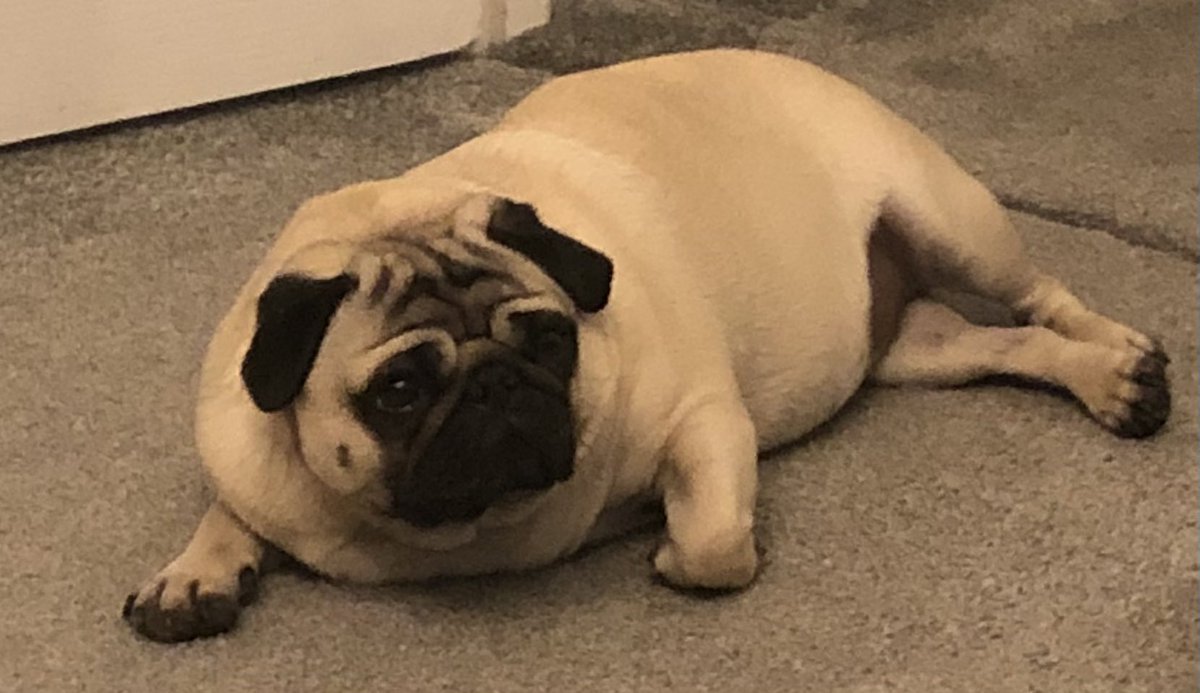 FPugface's tweet image. Daddy says we “seem to have acquired a seal”. I’m not sure what he’s talking about. 🦭 🐶