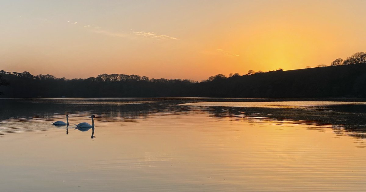 The perfect end to the perfect spring day. #dog #dogwalk #dogwalking #evening #eveningwalk #endoftheday #river #woodland #riverwalk #shoreline #sunset #spring #springday #jack #jackrussell #jackrussellterrier #cornwall #cornish #swan #graceful #elegance