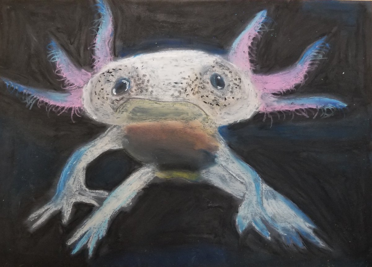 msbeamart's tweet photo. A few of our 6th grade Endangered Species oil pastels! https://t.co/zbhLsFiQPG