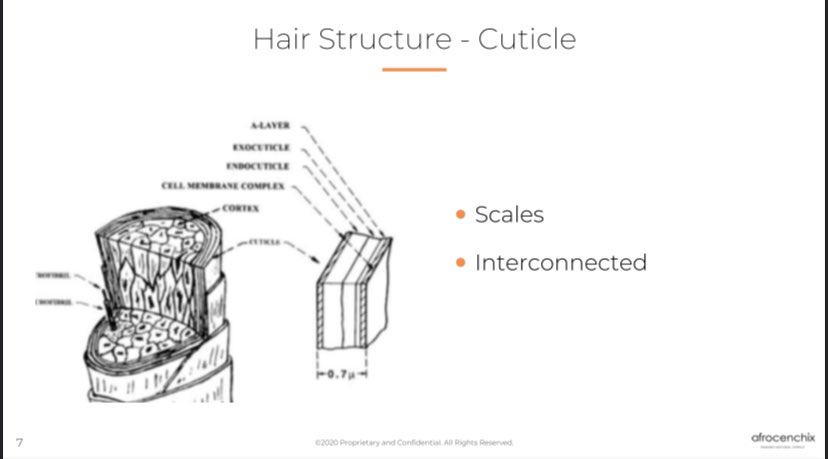 First off, porosity. Hair is not porous. It doesn’t have pores. It doesn’t even have a cuticle that opens and shuts (more on this later)...Hair is made up of bundles of keratin protein, encased in a keratin cuticle or many layers. Kinda like an armadillo shell. No pores...
