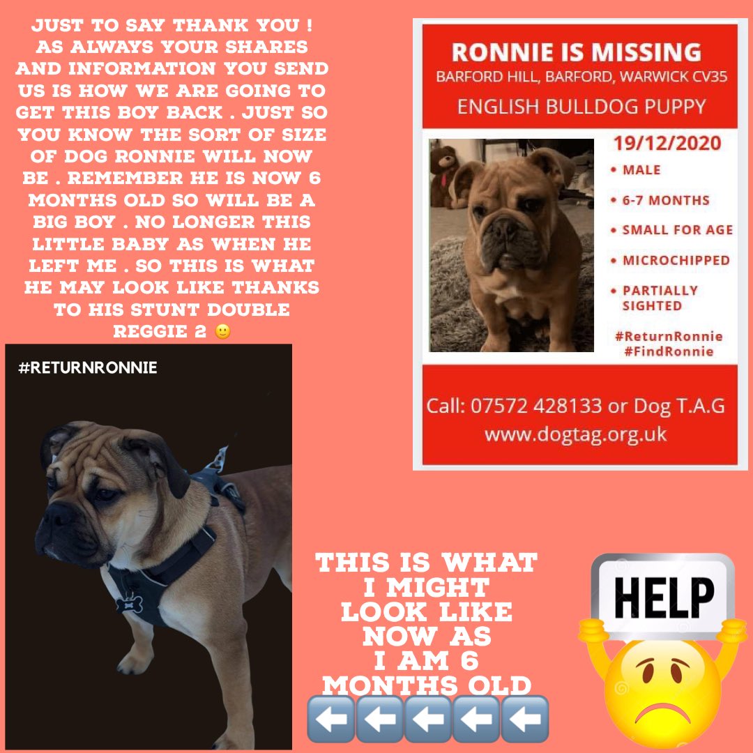#RETURNRonnie it’s a #Twitterstorm to help find this gorgeous #doggy who should be home with his family can anyone help please #Media #Journalist #Celebs #AnimalLovers #Everyone #RT