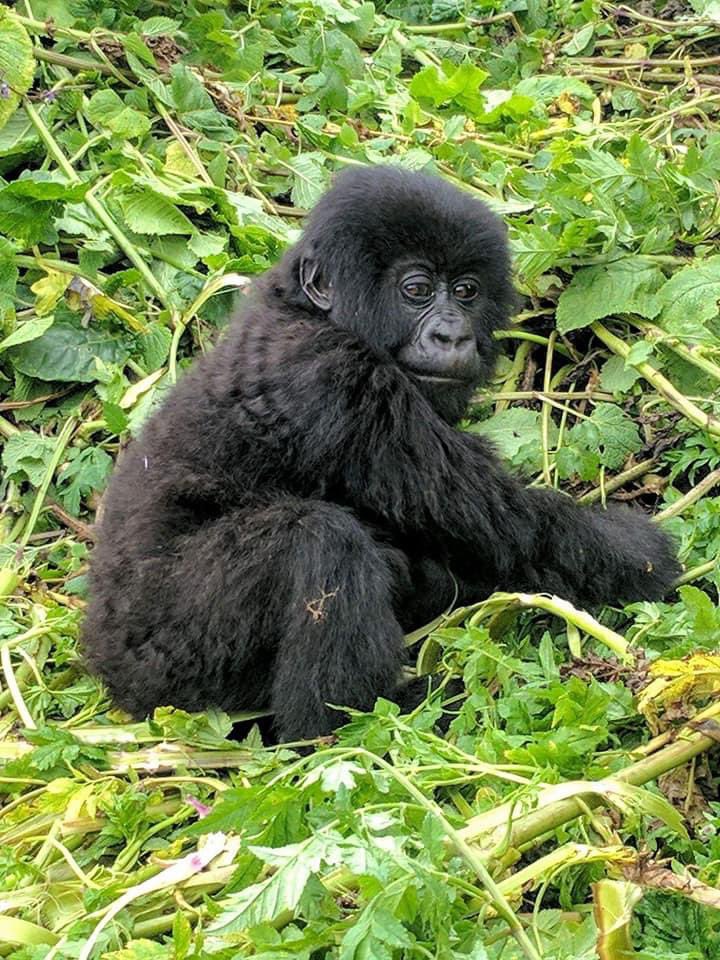 Jane Goodall, Diana Fossey, local communities, trackers, guides, conservation governments, conservation NGOs, ecotourism practitioners etc. Thank you for the great work🙏🏻🙏🏻🙏🏻.