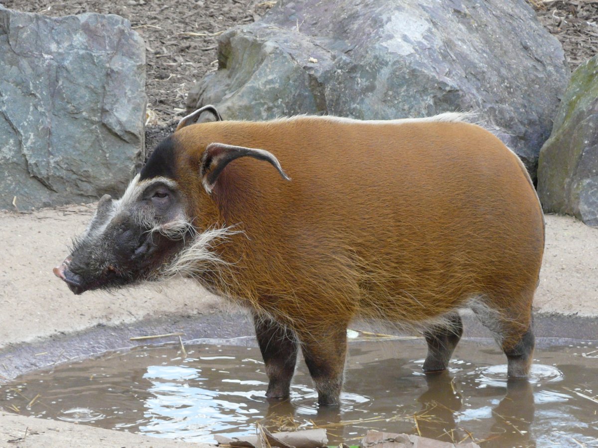 It's #NationalPigDay, so here's my favourite species of wild pig, the red river hog (Potamochoerus porcus), native to Africa. #pigs #animals #wildlife