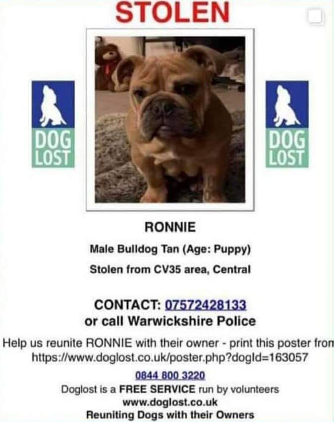 #ReturnRonnie #Stolen #Bulldog #Puppy - #CV35