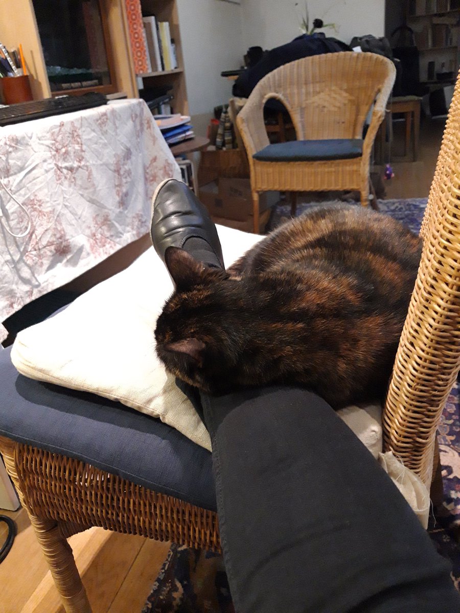 MoiraZeCat's tweet photo. Humainoreiller.

Je recommande. Très confortable 😸 https://t.co/8pIr2Jx5St
